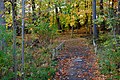 Autumn (190229041).jpeg