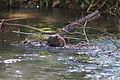 Water Vole on Itchen Navigation.JPG