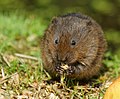 Water Vole (6038169781).jpg