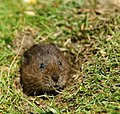 Peeping out (6111726241).jpg