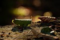Autumn Leaves (176145533).jpeg