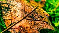 Autumn Leave (124803995).jpeg