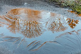 Dülmen, Wildpark -- 2019 -- 3196.jpg