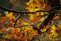 Autumn Branches (62599499).jpeg
