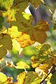 Autumn Light In The Vineyard (177130697).jpeg