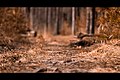 Autumn Forest Path (67518069).jpeg