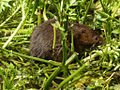 Water vole - Arvicola amphibius.jpg