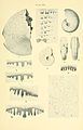 Acceleration of development in fossil Cephalopoda (Plate XII) (8615694367).jpg