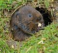 Water vole-01.jpg