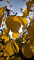 Autumn (124021437).jpeg