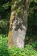 Pörtschach Winklern Quellweg Eichenstamm 23062019 7220.jpg