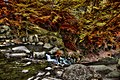 Autumn Flow 2 (73412529).jpeg