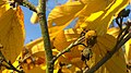Autumn (124021423).jpeg