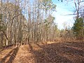 Autumn leaves covering clearing at the edge of a wooded area.jpg