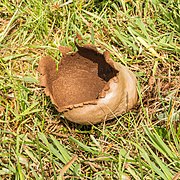 Diakonievene. Natuurgebied van It Fryske Gea. 31-05-2019. (actm.) 09.jpg