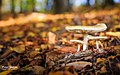 Autumn Mushroom (125262319).jpeg