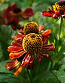 Autumn Sneezeweed (125674049).jpeg
