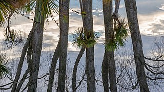 Reflection of trees in a pond 16-9, The Groynes, Christchurch, New Zealand.jpg