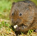 Water Vole (6038838724).jpg
