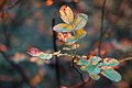 Autumn Rose (133299337).jpeg