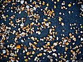 Autumn 2015 (127915497).jpeg