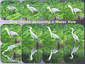 Grey Heron devouring a Water Vole.jpg