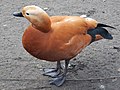 Ruddy shelduck – St. James's Park, London – (2016-12-25).jpg