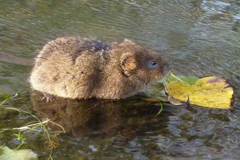 File:Water vole - Arvicola amphibius 2b.jpg