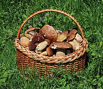 Edible fungi in basket 2019 G1.jpg