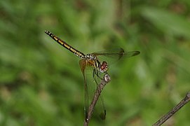 Trithemis aurora 0055.jpg