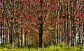 Autumn Grove (22249090230).jpg
