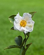 Stewartia rostrata. 21-06-2019. (d.j.b). 03.jpg
