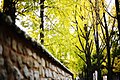 Autumn (126656567).jpeg