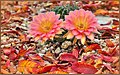 Autumn Cactus Flowers (187642043).jpeg