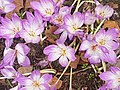 Autumn Crocus (29464481087).jpg