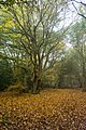 Autumn Trees (127467009).jpeg