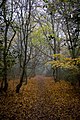 Autumn Trees (127466475).jpeg