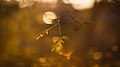Autumn (16898307).jpeg