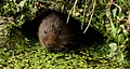 Peeping out (7796256850).jpg
