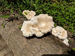 Lentinus sp 20180825 114642.jpg
