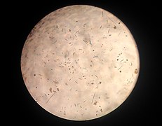 Pond Water Under the Microscope at my lab.jpg