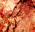 Ciona intestinalis (Linnaeus, 1767) .jpg