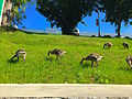 Canada Geese East Hills.jpg
