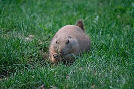 Chien de prairie DSCF8054.jpg