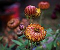 Autumn Jewels (235476089).jpeg