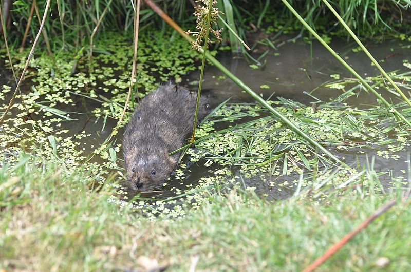 File:Water vole approaching 2.jpg