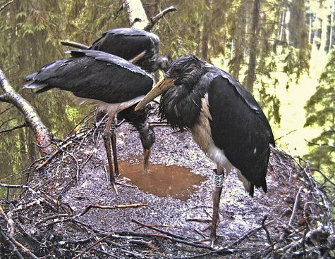 Pool in nest