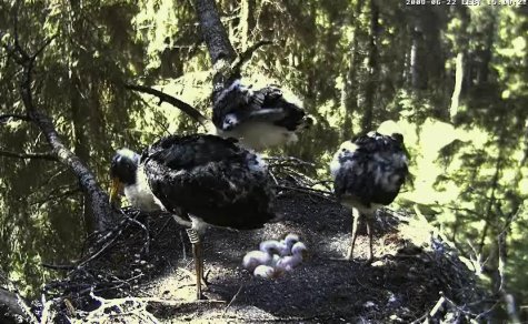 võrdlus