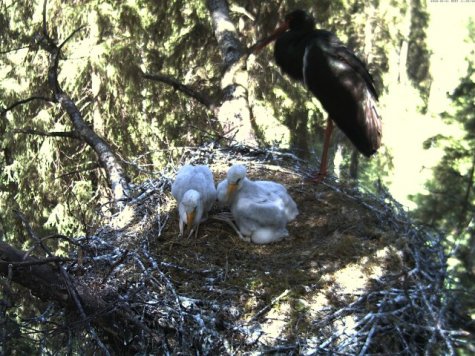 Padisel üks rõngas kadunud