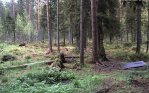 Karu tegutses suisa keskpäeval